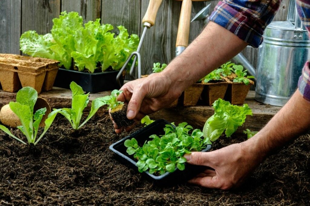 Когда лучше сажать огород и ухаживать за садом в мае 2023 года