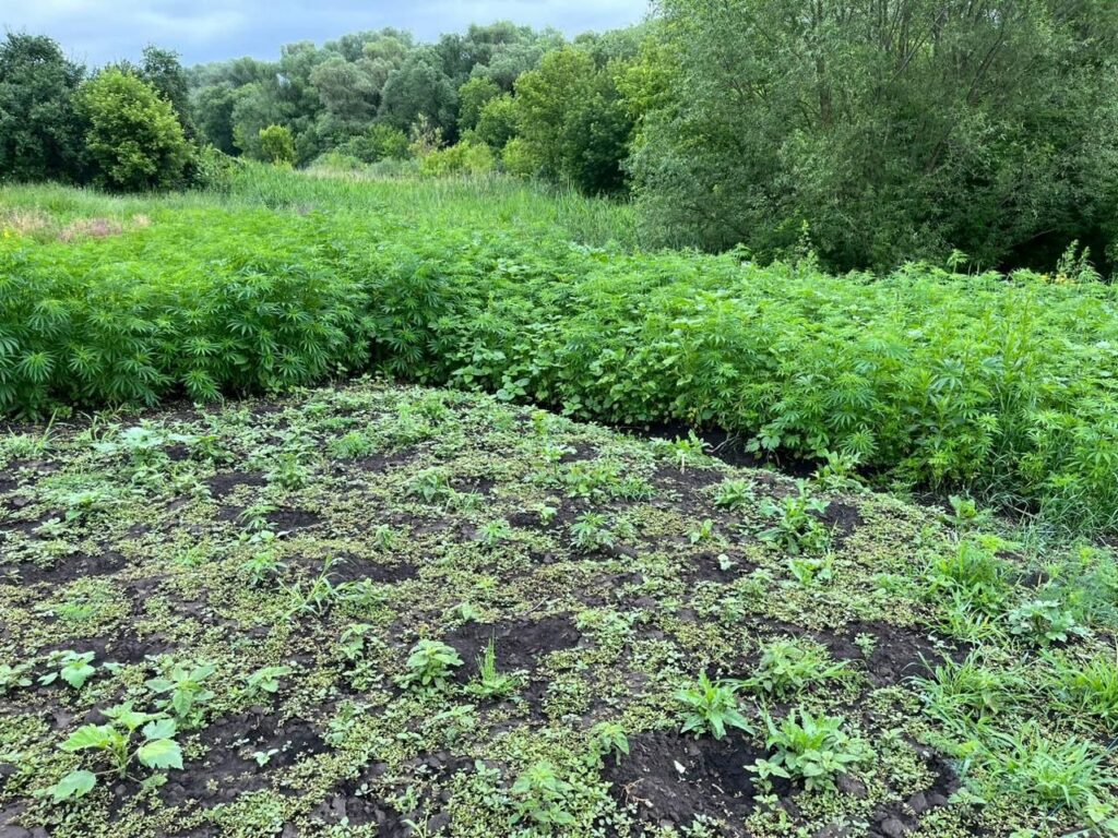 Понад 2 тис наркорослин мешканець Балаклійщини вирощував на городі (фото)