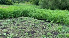 Понад 2 тис наркорослин мешканець Балаклійщини вирощував на городі (фото)
