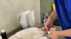 У Харкові збитий кіт приповз у дитсадок за допомогою (фото, відео)