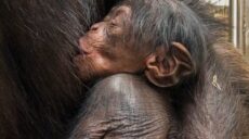У Харкові народився малюк-шимпанзе (фото)