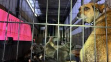 В Харьков привезли спасенных из затопленной Херсонщины животных (фото)