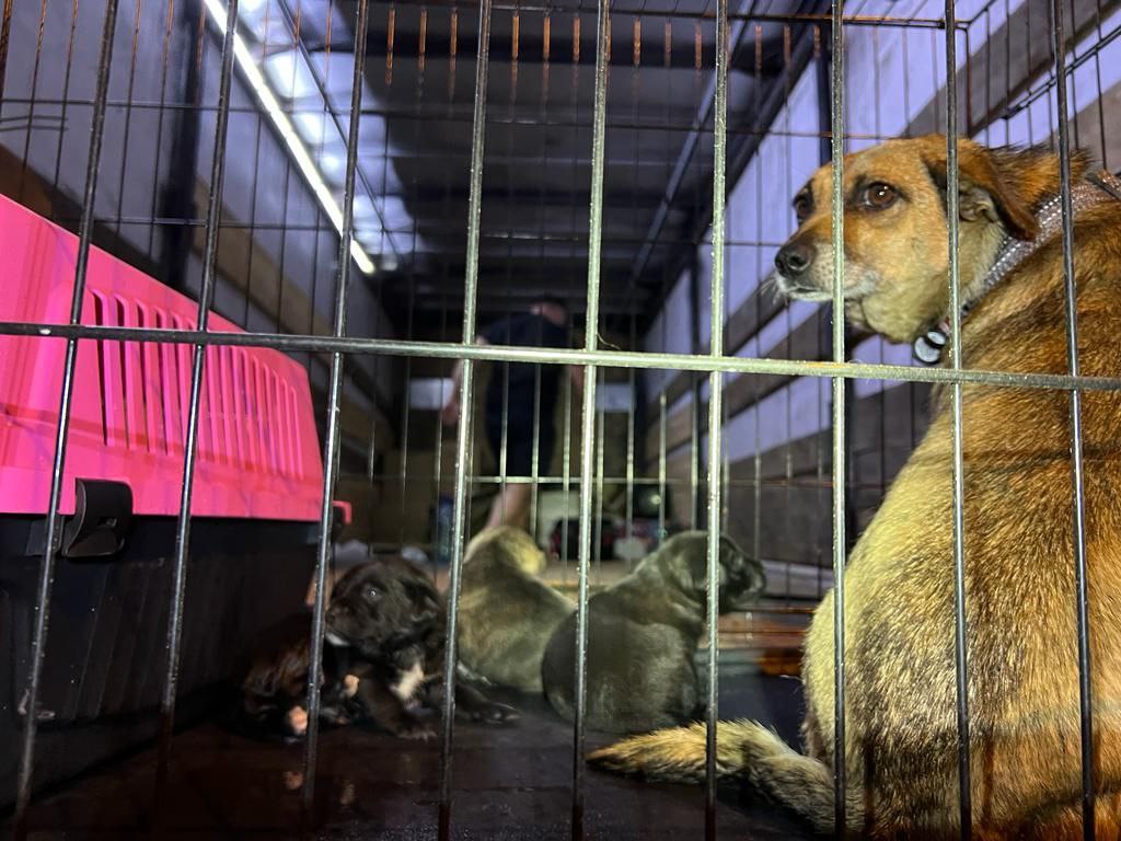 В Харьков привезли спасенных из затопленной Херсонщины животных (фото)