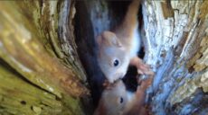 Знаменита білка з харківського парку завела родину (відео)
