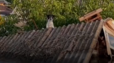 4 дні просидів на даху: харківські зооволонтери діляться історіями з Херсона