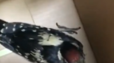 В Харькове спасли птенца дятла, которого заклевали сойки (видео)