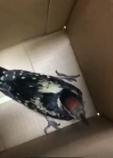 У Харкові врятували пташеня дятла, якого заклювали сойки (відео)