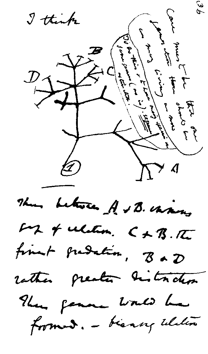 Дерево Дарвіна