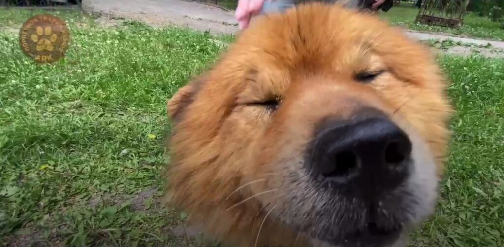Харківські рятувальники тварин шукають притулок для п’яти собак із Херсона