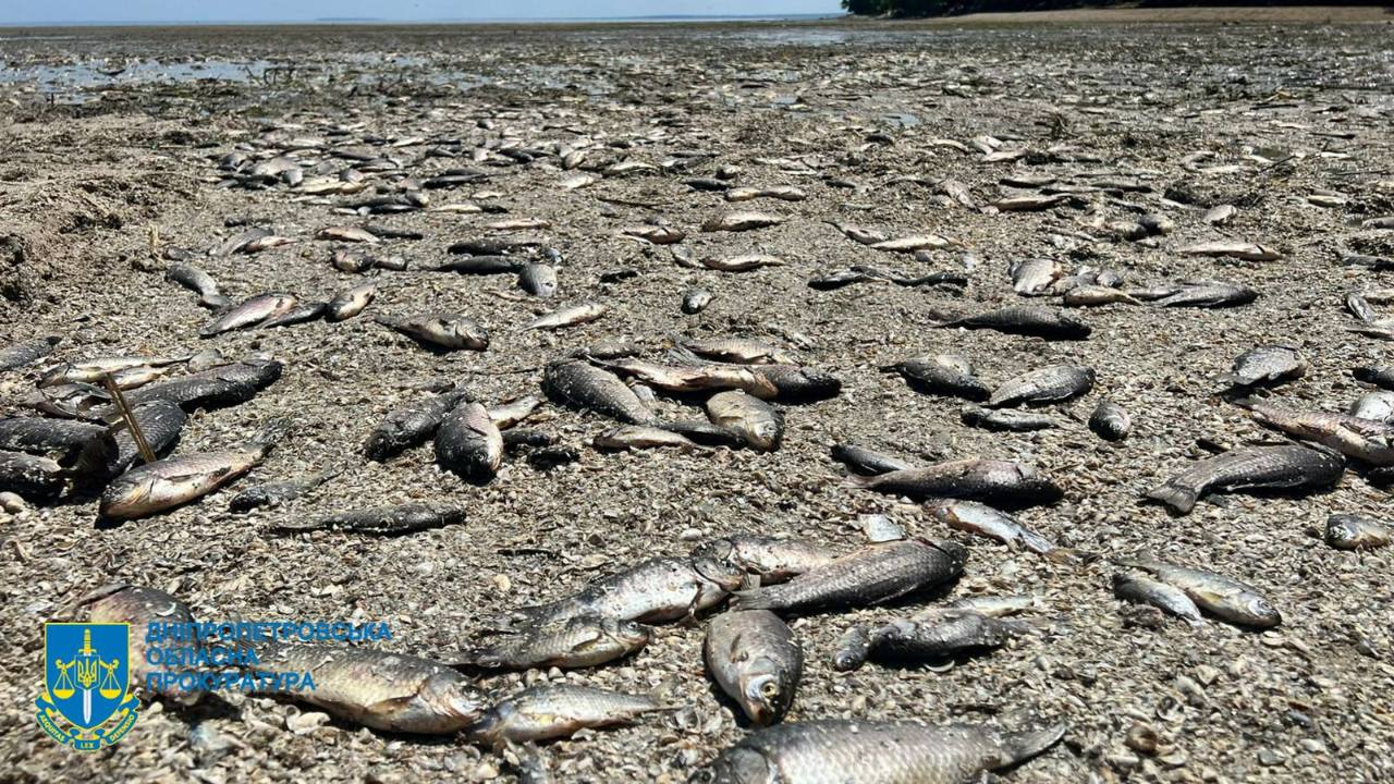 У Дніпрі масово гине риба внаслідок підриву росіянами дамби Каховської ГЕС