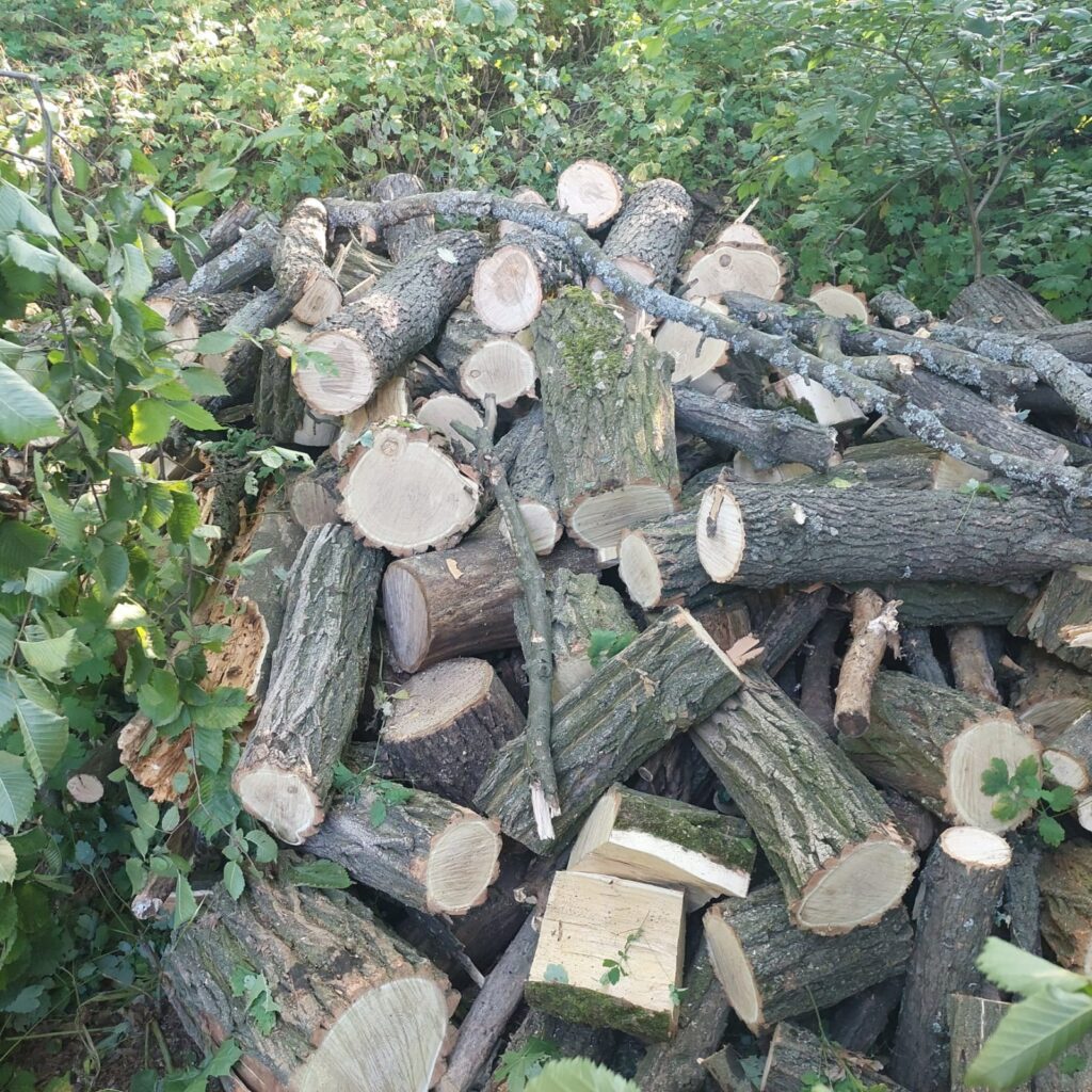 Три безработных жителя Харьковщины незаконно нарубили 26 деревьев (фото)