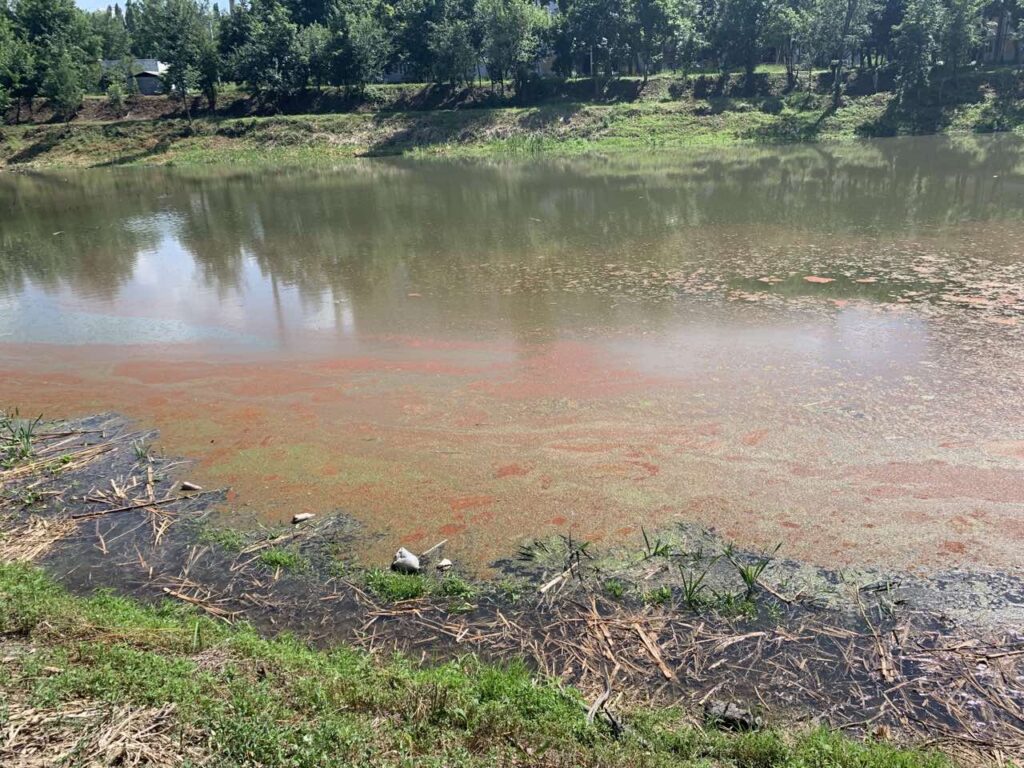 Розовые пятна в возобновленном озере в Харькове: экоинспекция проверяет воду