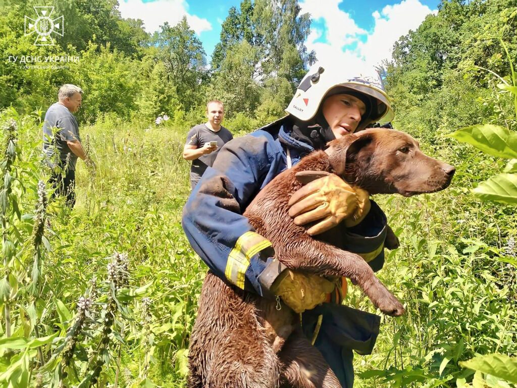 Собаку врятували з 10-метрового колодязя на Харківщині бійці ДСНС (фото)