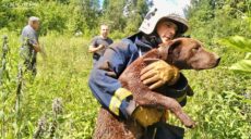 Собаку врятували з 10-метрового колодязя на Харківщині бійці ДСНС (фото)