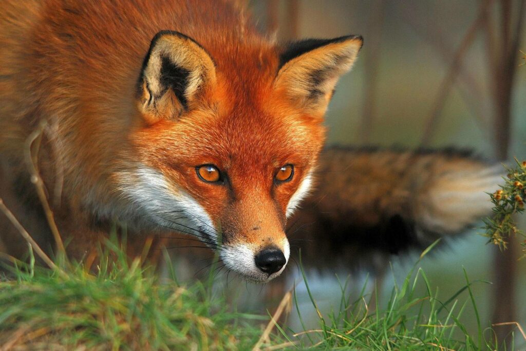 У громаді на Харківщині за графіком почнуть відстрілювати лисиць