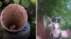 У Харкові врятували кошеня, яке застрягло в трубі (відео)