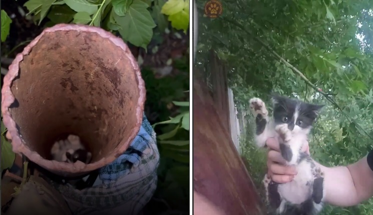 В Харькове спасли котенка, застрявшего в трубе (видео)