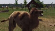 У харківський екопарк повернули верблюдицю з верблюжонком (відео)