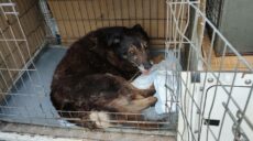 У Харкові патрульні врятували собаку, якого збила автівка