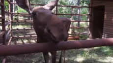У харківський екопарк повернули лося, якого евакуювали під обстрілами (відео)