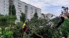 Ветер в Харькове повалил 52 дерева и 200 веток (фото)