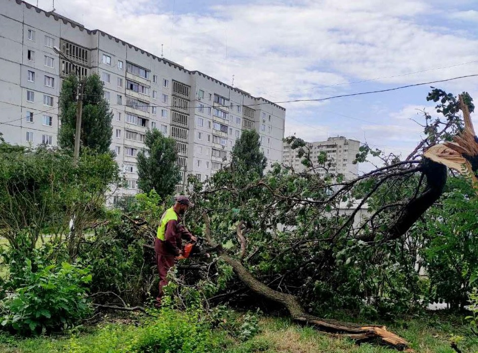Вітер у Харкові повалив 52 дерева та 200 гілок (фото)