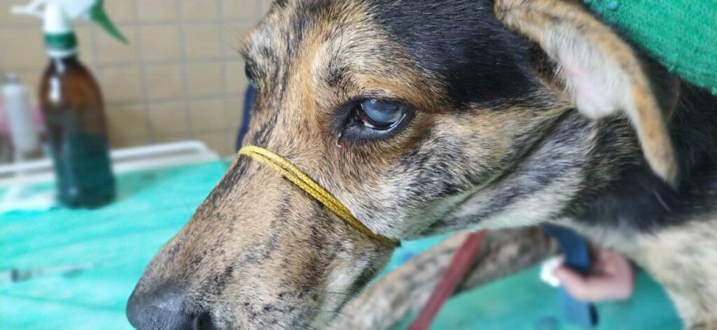 Блохи, глисты и раны: что с 15-ю собаками, изъятыми из квартиры под Харьковом
