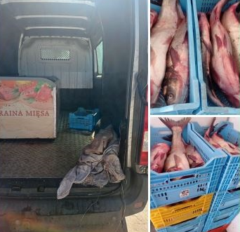На Харьковщине женщина везла более 180 кг свежей рыбы без документов