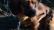 В Харькове спасли щенка, который сутки просидел привязанным в лесу (видео)