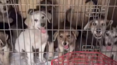 Бійці на Харківщині врятували вагітних собак та допомагали їм ростити цуценят