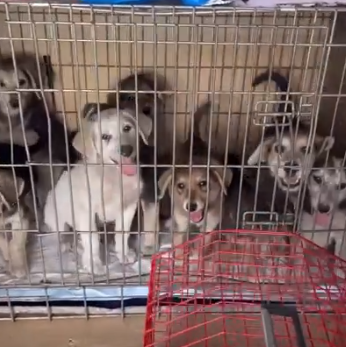 Бійці на Харківщині врятували вагітних собак та допомагали їм ростити цуценят
