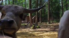 Корови та яки: у харківський екопарк продовжують повертатися тварини (відео)