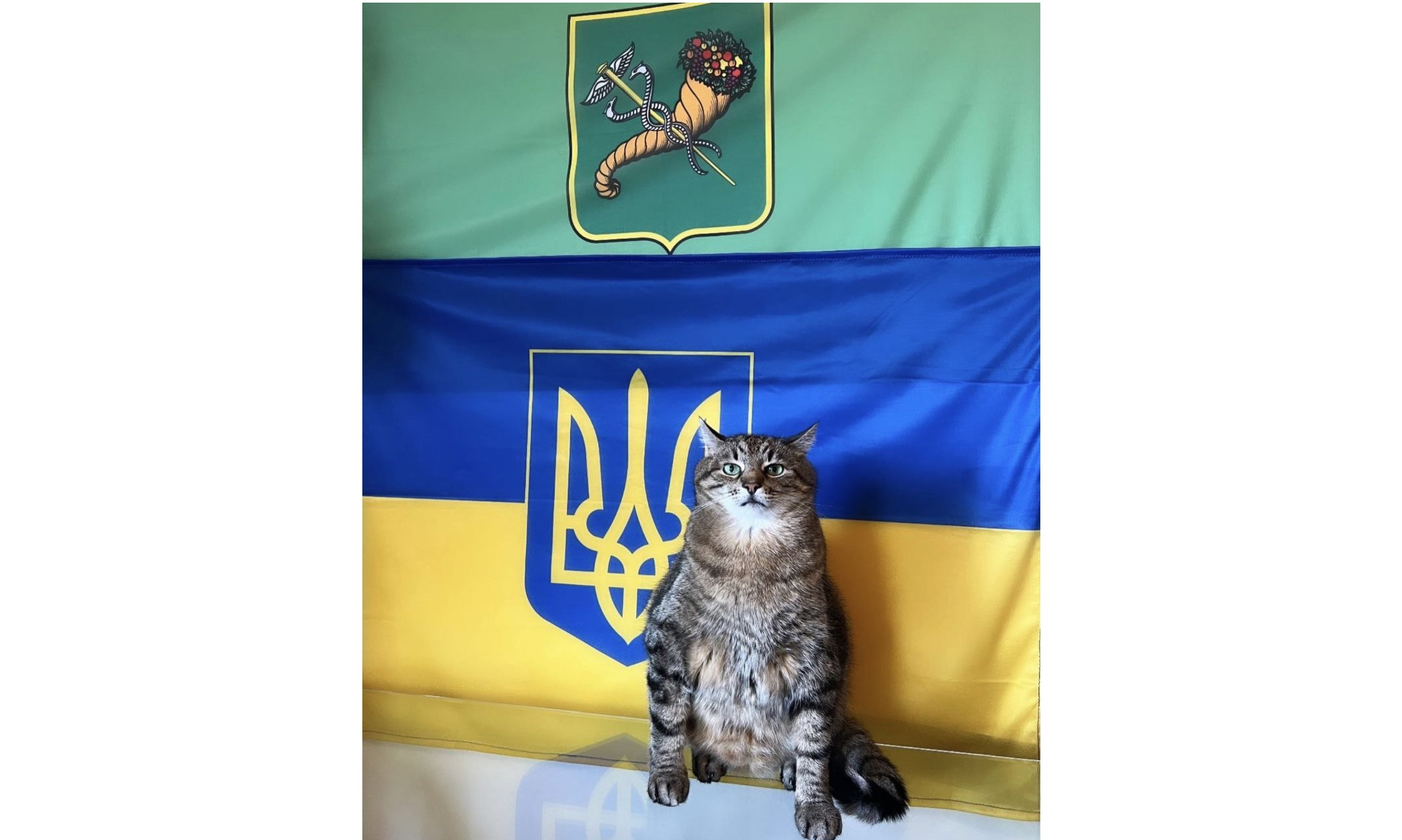 Кот Степан поздравил харьковчан