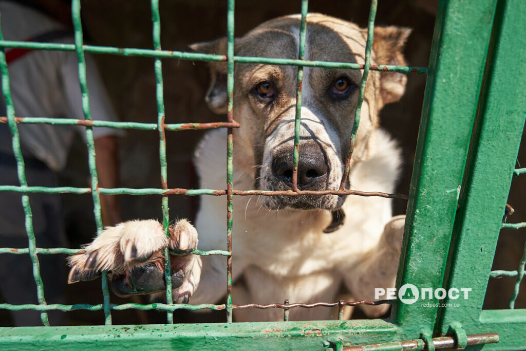 О судьбе собак из Купянска рассказали в харьковском коммунальном приюте (фото)