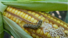 Смугасті блішки та клопи сліпняки атакують кукурудзу та соняшник на Харківщині