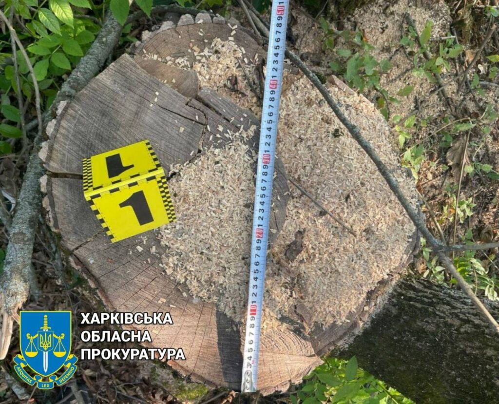 Чоловік на пів мільйона гривень нарубав дерев цінної породи на Харківщині