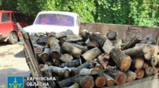 Напиляв дерев на 120 тис. грн: на Харківщині судитимуть чорного лісоруба