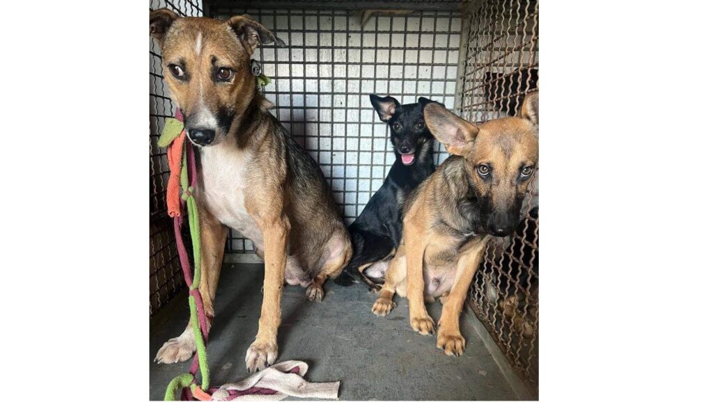Морила голодом 15 собак: на Харківщині викрили мучительку (фото)