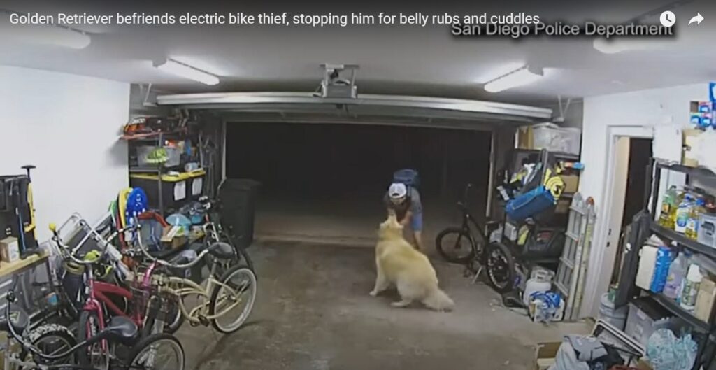 Гірший сторож у світі. У США пес потоваришував із крадієм велосипеда (відео)