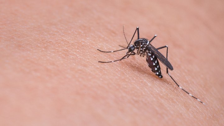 Укусив комар: паразита завдовжки 8,5 см дістали з ока мешканки Харківщини