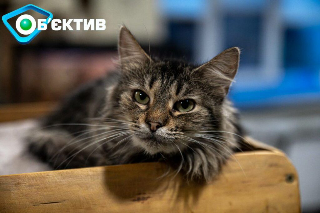 Им нужно общение с людьми: в Харькове есть контактный центр с котами с фронта