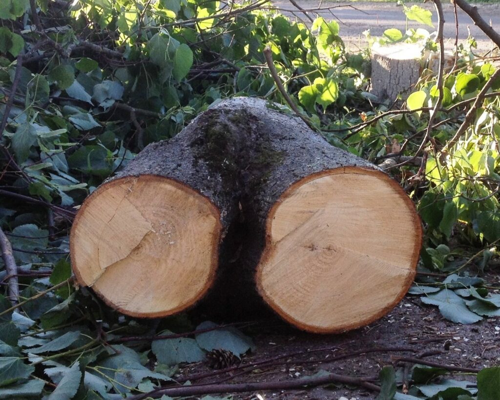На Харківщині оштрафували чиновника лікарні за кронування дерев
