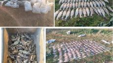 Погубив риби на понад мільйон грн: браконьєра піймали на Харківщині