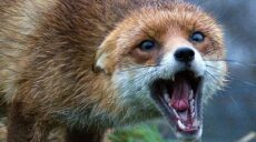 У селі на Чугуївщині скажена лисиця задушила курей: ввели карантин