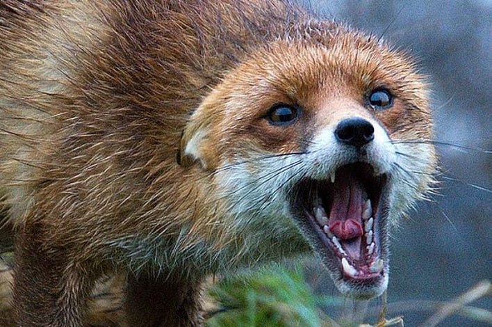 У селі на Чугуївщині скажена лисиця задушила курей: ввели карантин