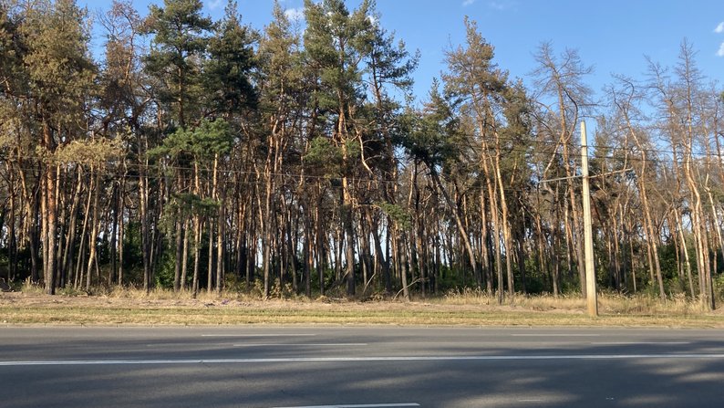 Загибель сосен на Журавлівці в Харкові: корені атакував гриб, що буде з лісом