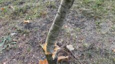 Полицейские ищут, кто поломал молодые деревья в Харькове на Клочковской