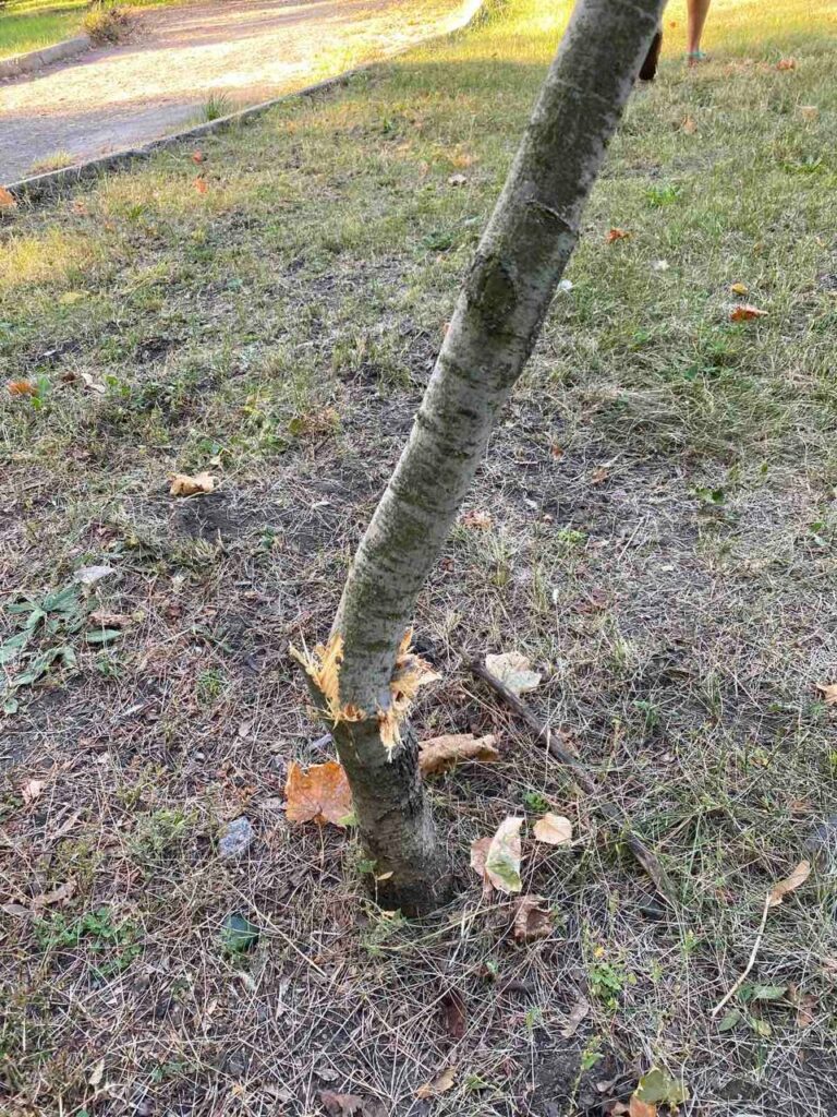 Полицейские ищут, кто поломал молодые деревья в Харькове на Клочковской