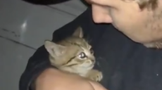 В Харькове спасли котенка, который несколько дней просидел в авто (видео)