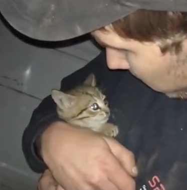 В Харькове спасли котенка, который несколько дней просидел в авто (видео)